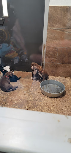 Pet Store «Pets Plus - Lansdale», reviews and photos, 555 S Broad St, Lansdale, PA 19446, USA