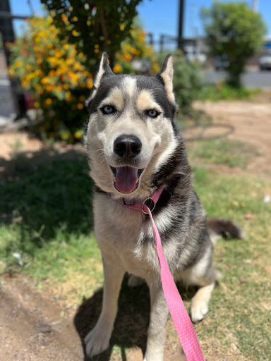 Pet Store «Animal Kingdom», reviews and photos, 4500 N Oracle Rd #254, Tucson, AZ 85705, USA