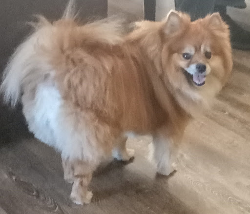 Pet Supply Store «Pet Supplies Plus», reviews and photos, 1235 Shaw Ave, Clovis, CA 93612, USA