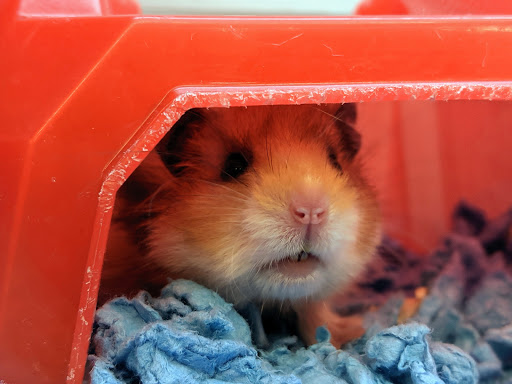 Pet Supply Store «Petco Animal Supplies», reviews and photos, 990 Brook Forest Ave, Shorewood, IL 60431, USA