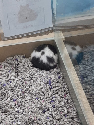 Pet Supply Store «Petland», reviews and photos, 744 E Boughton Rd, Bolingbrook, IL 60440, USA