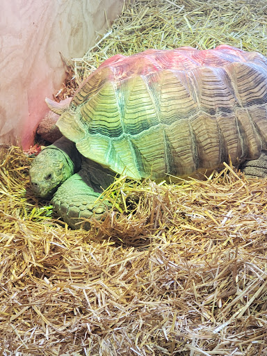 Pet Store «Tye-Dyed Iguana - Reptiles», reviews and photos, 1905 W U.S. 50, Fairview Heights, IL 62208, USA