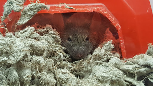 Pet Supply Store «Petco Animal Supplies», reviews and photos, 1203 SE Everett Mall Way f, Everett, WA 98208, USA