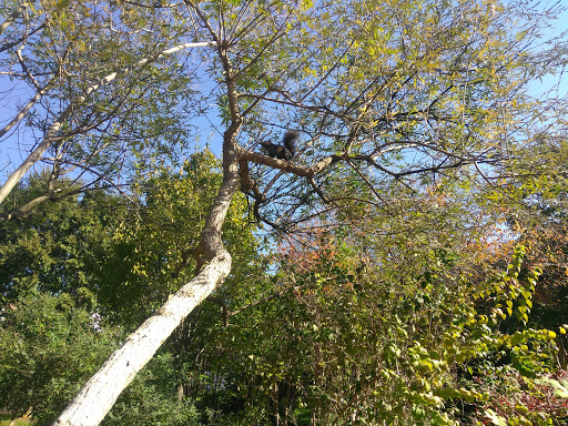 Park «Crispus Attucks Park», reviews and photos, 23 U St NW, Washington, DC 20001, USA