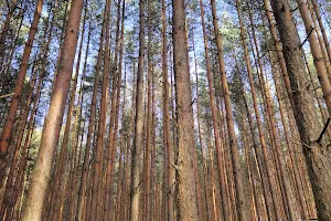 Lasy Wspolnoty Siewierskiej image