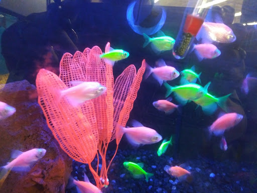 Pet Supply Store «Petco Animal Supplies», reviews and photos, 6181 Old Dobbin Ln #800, Columbia, MD 21045, USA