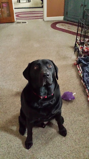 Public Golf Course «Neshaminy Valley Golf Club - OPEN to PUBLIC», reviews and photos, 440 Almshouse Rd, Richboro, PA 18954, USA