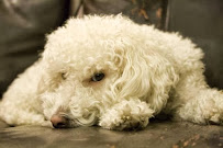 The Posh Pups Dog Walking Service - Photo 2 - Car repair in Portland, ME, Portland