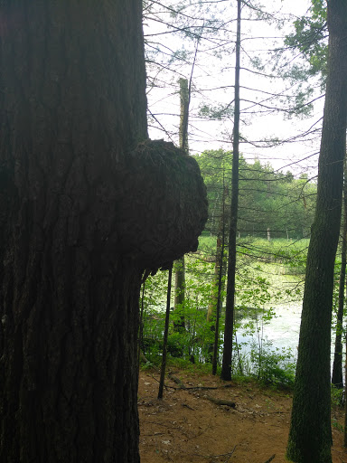 Dog Park «Andover dog park», reviews and photos, 288 High Plain Rd, Andover, MA 01810, USA