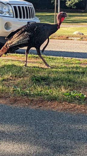 Golf Course «William J. Devine Golf Course at Franklin Park», reviews and photos, 1 Circuit Dr, Dorchester, MA 02121, USA