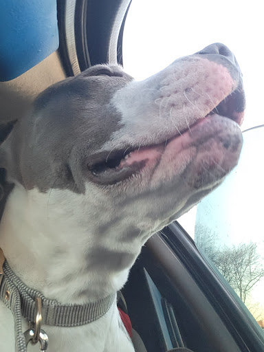 Pet Supply Store «PetSmart», reviews and photos, 865 Colusa Ave, Yuba City, CA 95991, USA