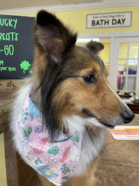 Pet Purr-Fection All Breed Pet Spa And Boutique - Photo 6 - Car repair in Mesquite, TX, Garland