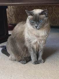 Rose Avenue Pet Sitting - Photo 5 - Car repair in , Fremont