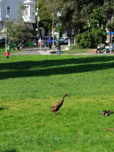 Park «Washington Square Park», reviews and photos, Filbert St & Stockton St., San Francisco, CA 94133, USA