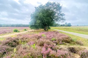 Ginkel Heath image