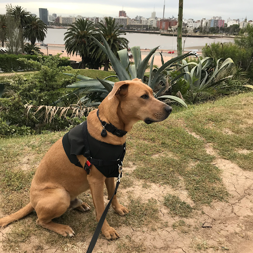 Opiniones de Guardería canina en Sarandí Grande - Guardería