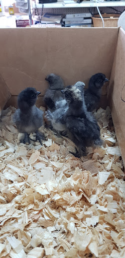 Animal Feed Store «Locke Hill Feed, Pet, & Lawn Supply», reviews and photos, 4927 Golden Quail #105, San Antonio, TX 78240, USA