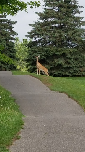 Golf Course «Heather Hills Golf Club», reviews and photos, 3100 McKail Rd, Romeo, MI 48065, USA