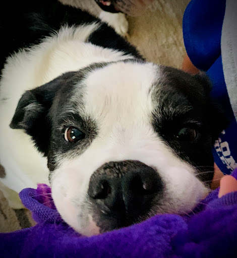 Pet Supply Store «Pet Supplies Plus», reviews and photos, 1704 Greenville Ave, Dallas, TX 75206, USA