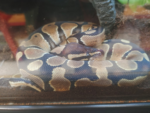 Pet Supply Store «Petco Animal Supplies», reviews and photos, 10383 Reisterstown Rd, Owings Mills, MD 21117, USA