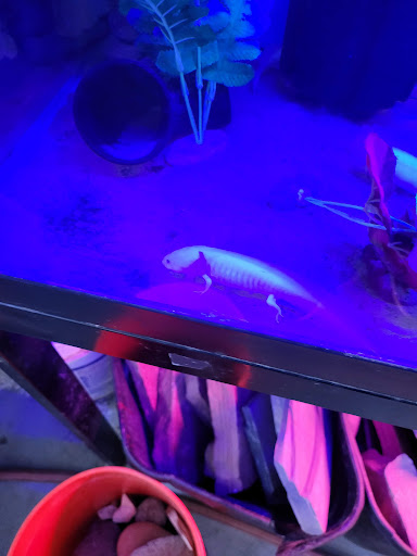 Pet Store «World of Wet Pets», reviews and photos, 8542 SW Apple Way, Portland, OR 97225, USA