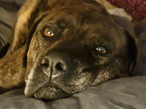 Pet Supply Store «Pet Food Express», reviews and photos, 1430 Fitzgerald Dr, Pinole, CA 94564, USA