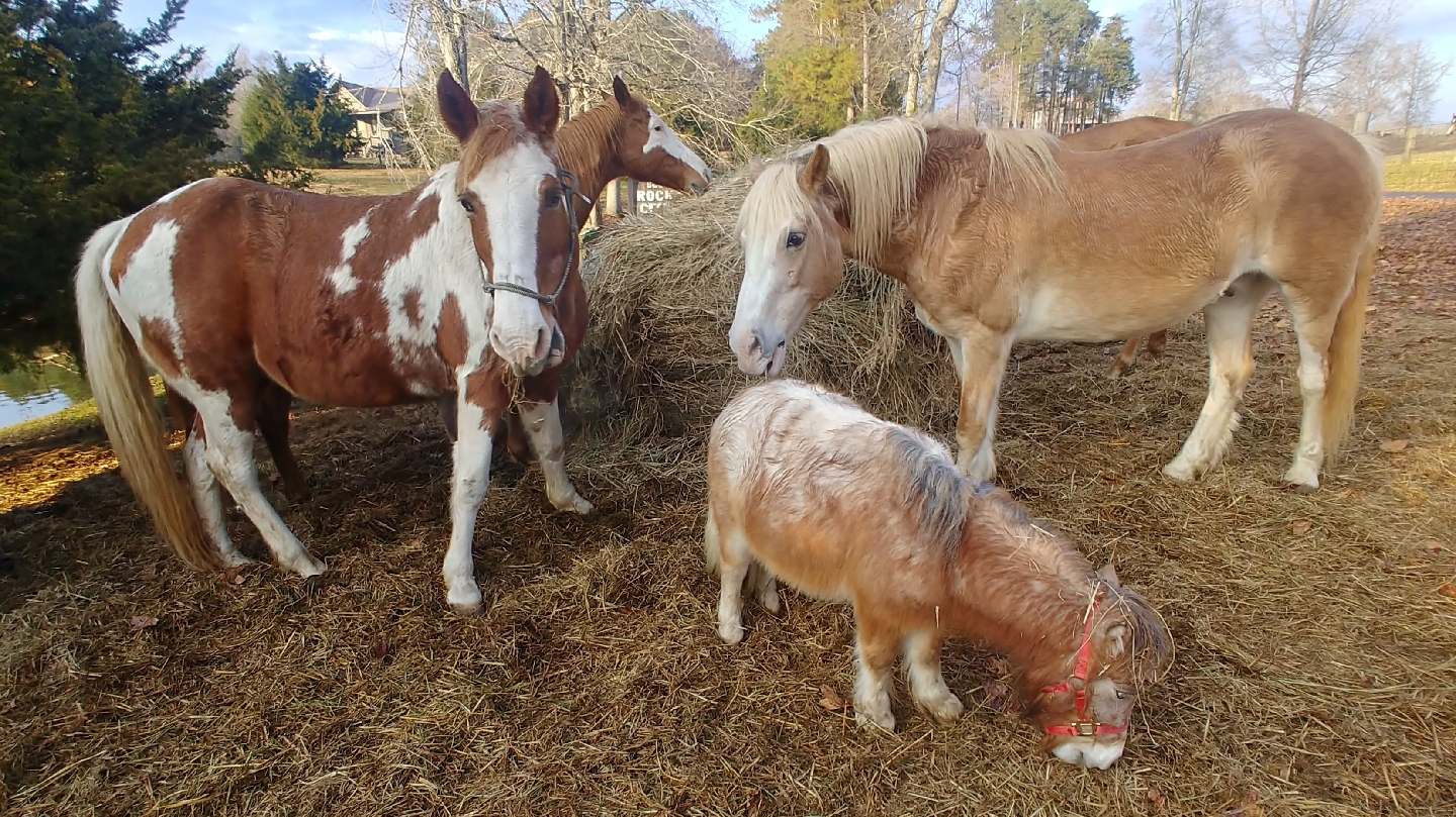 Starr Ranch Rescue