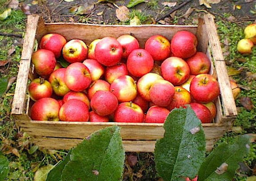 Épicerie Verger du Grand Plessis Inguiniel