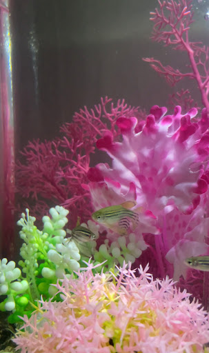 Pet Supply Store «Petco Animal Supplies», reviews and photos, 3201 Bee Cave Rd #117, Austin, TX 78746, USA