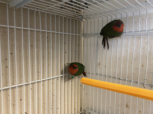 Pet Store «La Jungla Pet Shop», reviews and photos, 1865 W Flagler St, Miami, FL 33135, USA