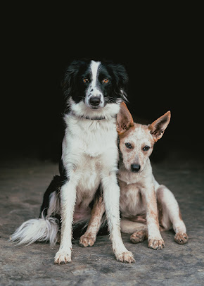 Animal World Veterinary Clinic