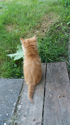 Park «Maple Leaf Reservoir Park», reviews and photos, 1020 NE 82nd St, Seattle, WA 98115, USA