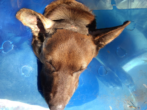 Primary Care Animal Hospital image