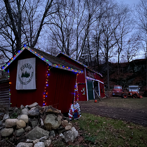 Condon Christmas Tree Farm