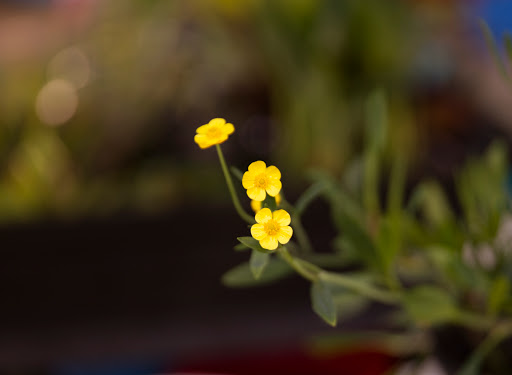 Pond Fish Supplier «The Funky Koi. Pet, Pond, Water Garden, Equine and Farm Supplies», reviews and photos, 41 Porter St, Berkley, MA 02779, USA