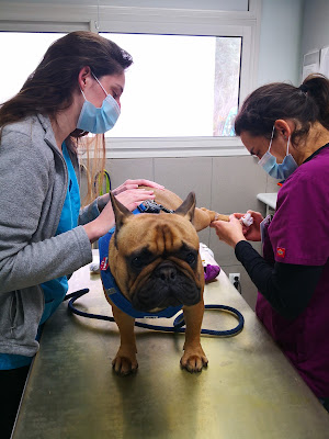 Clinique Vétérinaire la Calypso à Aubagne