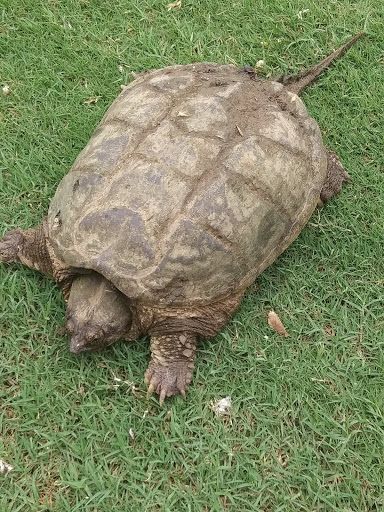 Golf Course «Texas Star Golf Course», reviews and photos, 1400 Texas Star Pkwy, Euless, TX 76040, USA