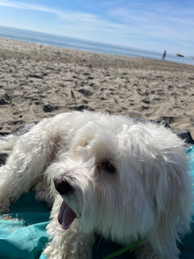 Pet Supply Store «Petco Animal Supplies», reviews and photos, 444 N Santa Cruz Ave, Los Gatos, CA 95030, USA