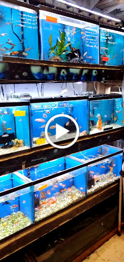 Pet Supply Store «Whiteway Pet Shop», reviews and photos, 950 Elizabeth Ave, Elizabeth, NJ 07201, USA