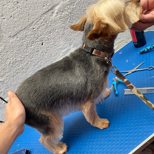 The Barking Barber - Dog trainer