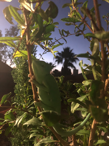 Pet Supply Store «Petco Animal Supplies», reviews and photos, 645 S Green Valley Pkwy, Henderson, NV 89052, USA