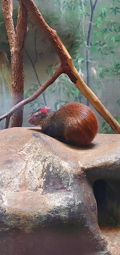 Tourist Attraction «Elephant Trails», reviews and photos, 3001 Connecticut Ave NW, Washington, DC 20008, USA