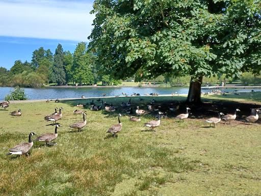 Park «Green Lake Park», reviews and photos, 7201 East Green Lake Dr N, Seattle, WA 98115, USA