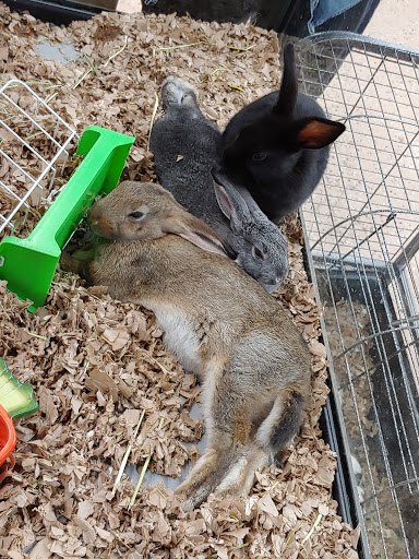 Pet Store «Greenwood Pets & Plants», reviews and photos, 13983 E 9 Mile Rd, Warren, MI 48089, USA