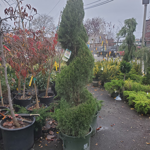 Garden Center «Westminster Nursery & Florist», reviews and photos, 30 Westminster Rd, West Hempstead, NY 11552, USA