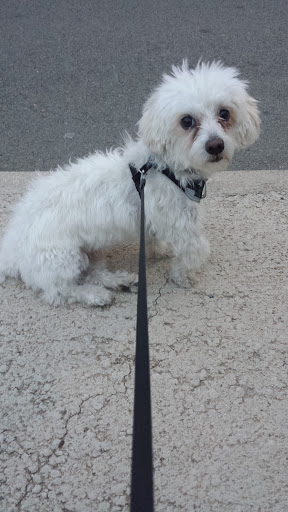 Veterinari de L'ebre en Móra d'Ebre