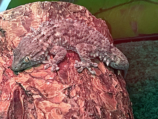 Aquarium «Team ECCO Ocean Center & Aquarium», reviews and photos, 511 N Main St, Hendersonville, NC 28792, USA