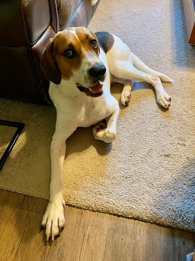 Pet Supply Store «Pet Supplies Plus», reviews and photos, 175 Memorial Ave, West Springfield, MA 01089, USA