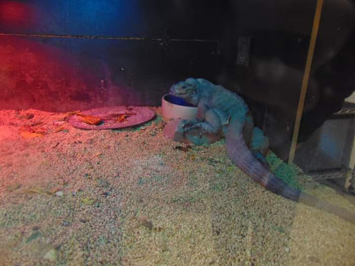 Hoffmann's Reptile Shop