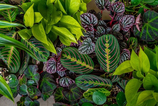 Florist «Pollen», reviews and photos, 2918 N Milwaukee Ave, Chicago, IL 60618, USA